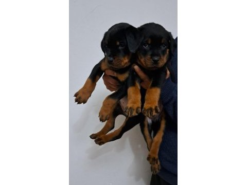 Koca kafa macar rottweiler