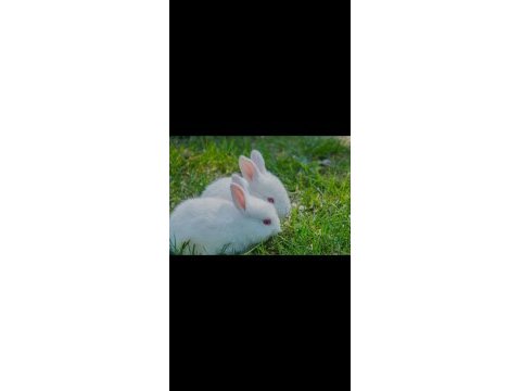 Albino renk cüce tavşan 2 buçuk aylık minkler