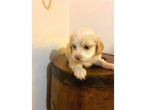 A kalite maltipoo bebeklerimiz