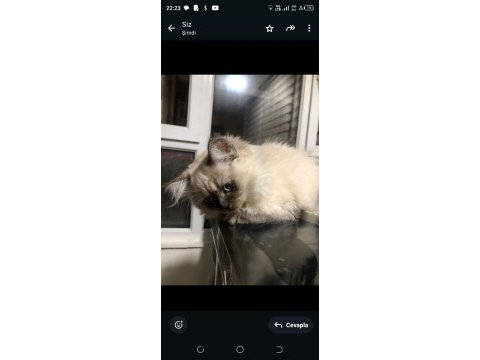 British longhair yeni yuva arıyoruz