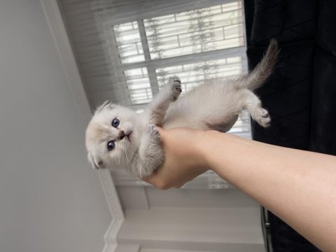 Saf kan anne babadan 1,5 aylık british longhair bebekler