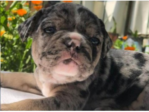 Ankara exotic french bulldog