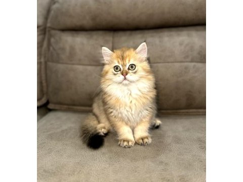 British longhair full şecereli babanın yavruları