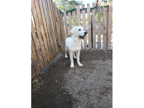 Orjinal safkan white golden retriever