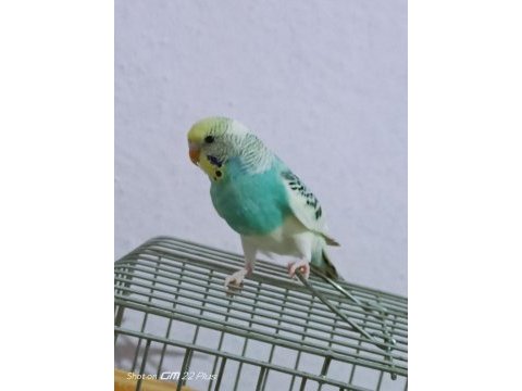 Bir çift muhabbet kuşu