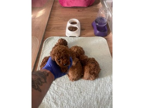 Efsane poodle yavrularımız