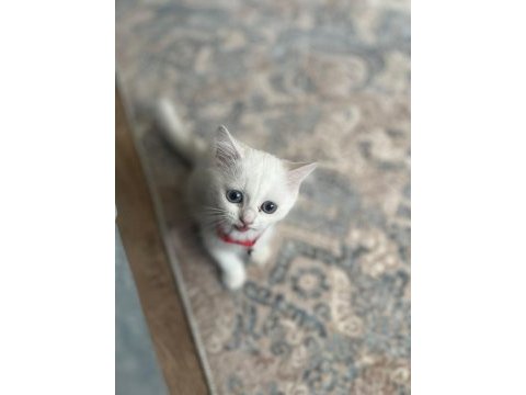 British shorthair silver point 70 günlük