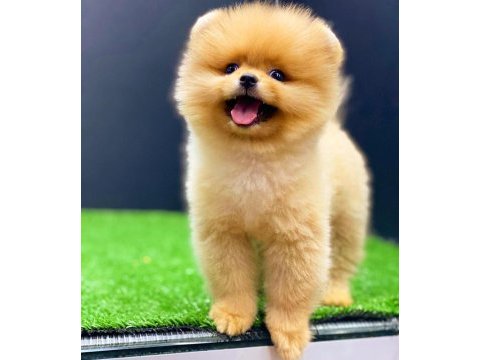 Irk garantili pomerian boo yavrular