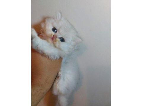 Sampiyon anne babadan saf british longhair bebekler