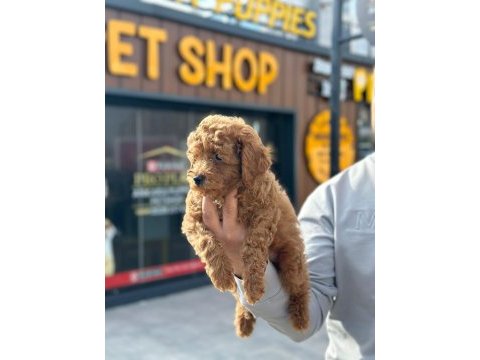 Ankaranın gözde maltipoo bebekleri