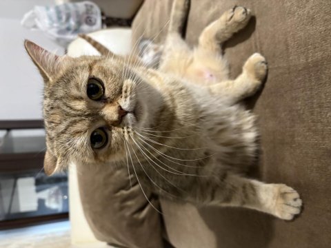 Uysal sevecen akıllı ve oyuncu british shorthair