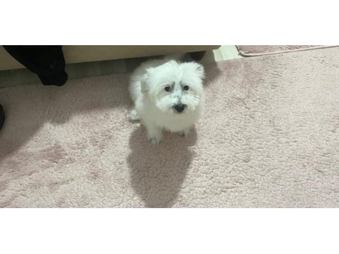 Enerjik çok tatlı terrier maltese