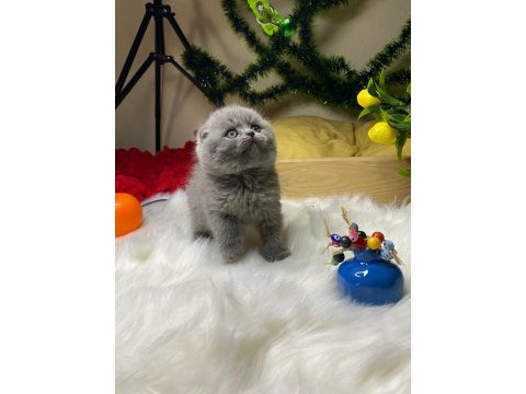 A kalite scottish fold bebek