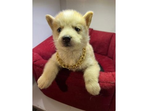 Teslime hazır husky bebekler