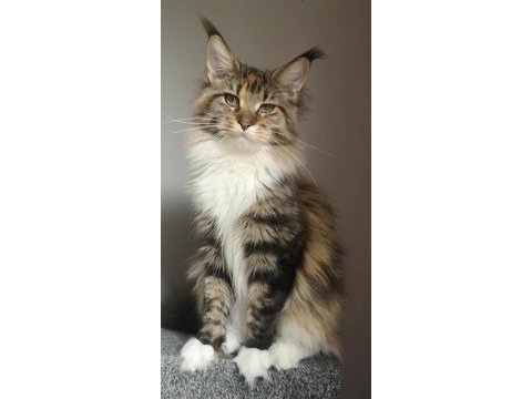 Full şecereli dişi maine coon şampiyon torunu