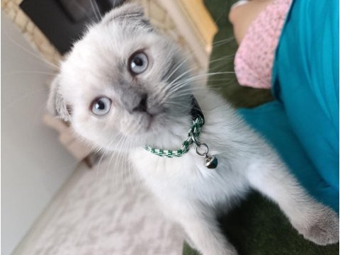 Güzel scottish fold bebeklerimiz sahiplenilmeye hazır