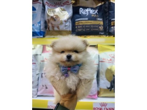 Saf kan pomeranian boo yavrularımız