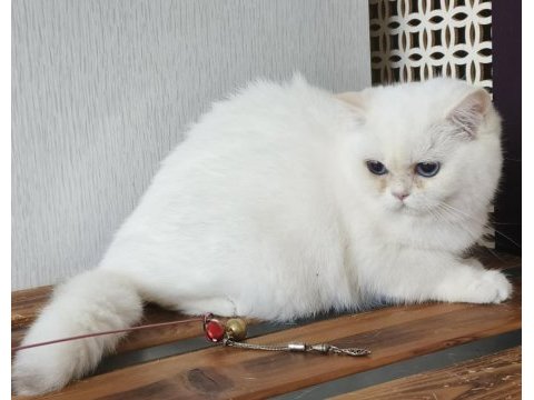 British shorthair ny 1233 dişi kedimiz