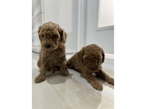Toy poodle bebekler