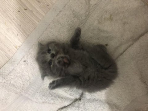 Dişi tombul scottish fold beybilerim