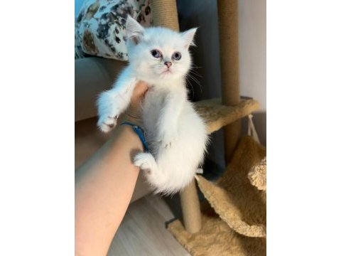 British shorthair silver ns1133