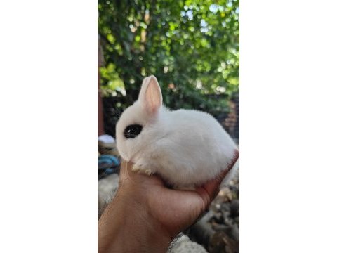 Orjinal hollanda cüce tavşan