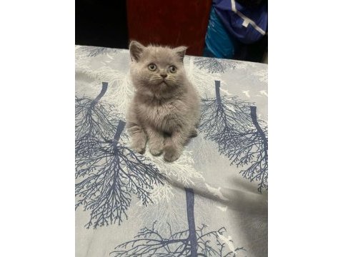 British shorthair blue point ve gri bebeklerimiz