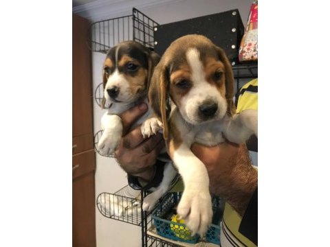 Beagle yavruları