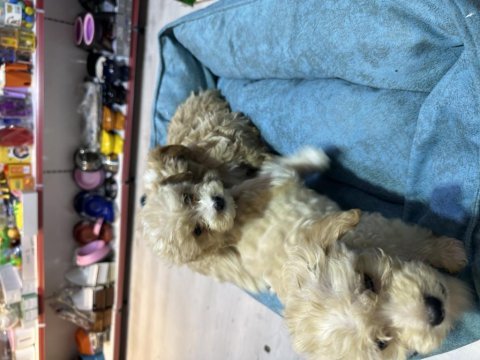 Maltipoo 2 aylık bebekler