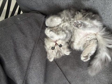 Tatlı british longhair bebeğimiz