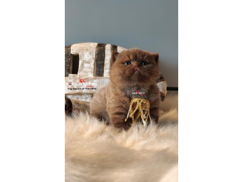 Kralın dönüşü safkan british teddy