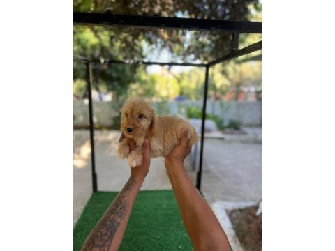 Maltipoo güzellikler mama karşılığında verilecektir