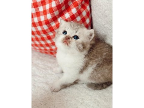 British shorthair dişi bebek