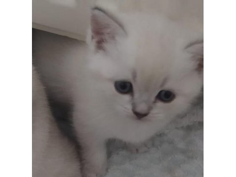 British blue point dişi sağlıklı yavru