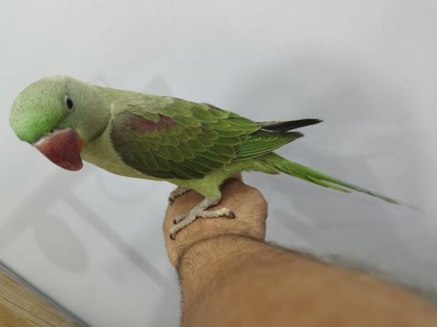 5 aylık el beslemesi erkek alexander jumbo boy full evcil