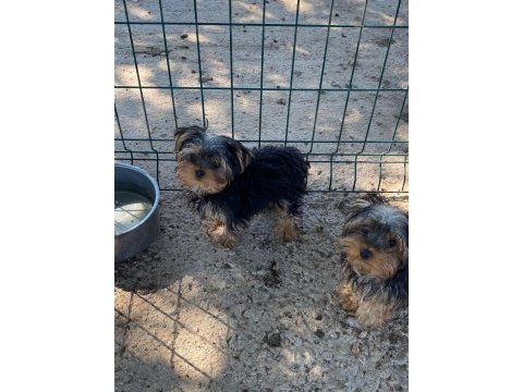 Tea cup yorkshire terrier