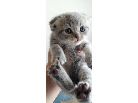 Sahiplendirilecek 5 tane cins kedi scottish fold