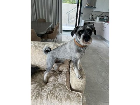 Erkek schnauzer ücretsiz sahiplendirme