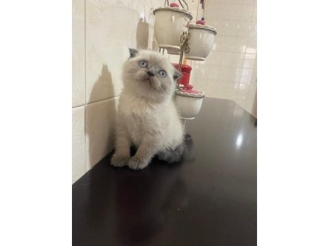 Mavi boncuğum scottish fold