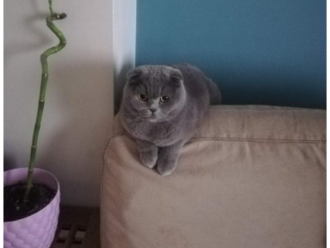 Scottish fold 3 yaşında