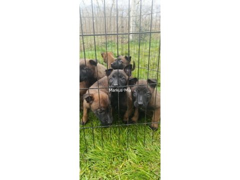 Şecereli malinois köpekler