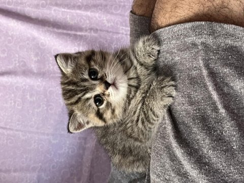 Benzersiz 4 british shorthair yavrumuz