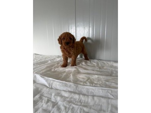 Erkek toy poodle minik yakışıklı