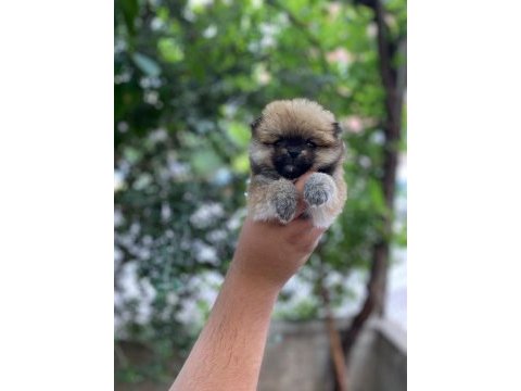 65 günlük pomeranian bebekler
