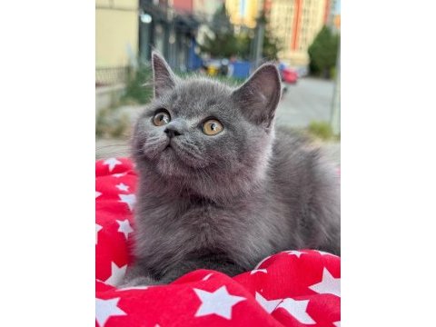 Irk ve sağlık garantili british shorthair