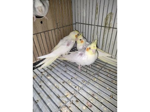 2 aylık yavru sultan papağanı