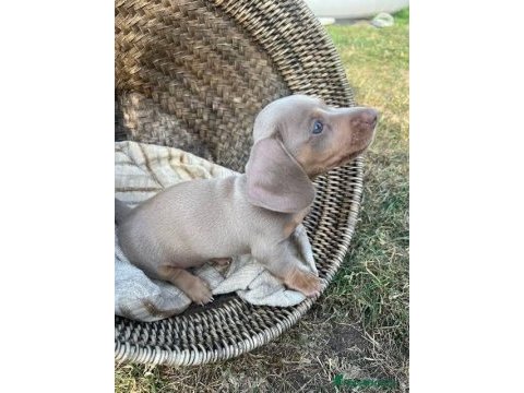 Egzotik dachshund bebeklerimiz aşılı garantili