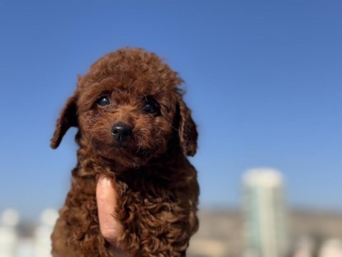 Çiftliğimizde toy poodle ları görüp ala bilirsiniz