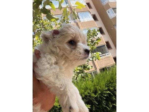 Maltipoo yavru