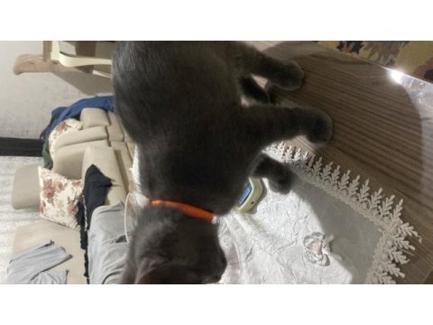 Antalya yavru british shorthair